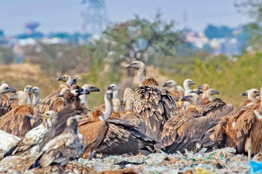 Jorbeed-bikaner