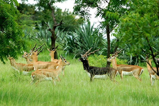 Machiya-Biological-Park-jodhpur