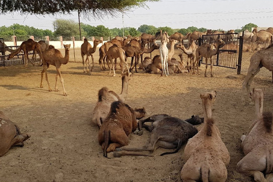 National-Research-Center-of-Camel-bikaner