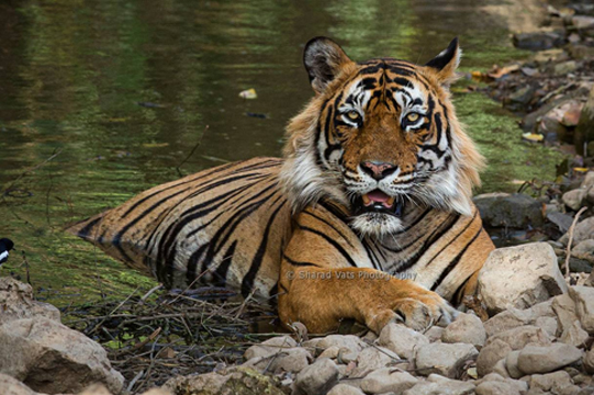 Ranthambore-National-Park