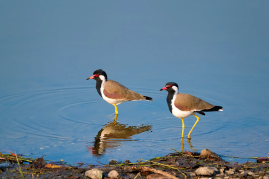 Ranthambore-lakes